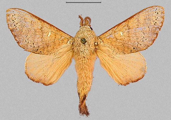 /filer/webapps/moths/media/images/D/discocellularis_Ptyssophlebia_AM_RMCA_01.jpg