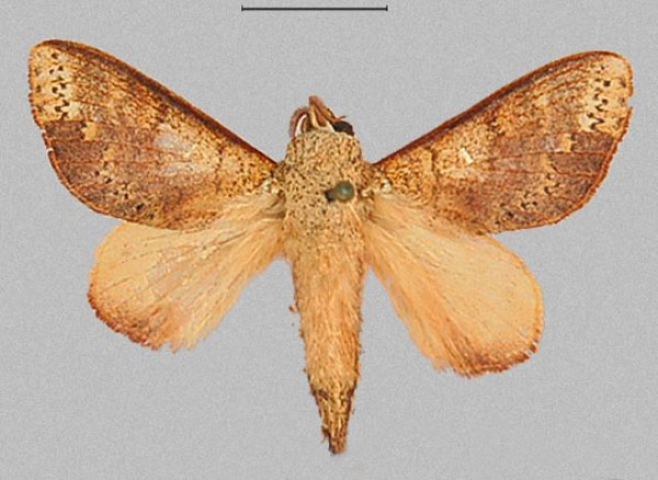 /filer/webapps/moths/media/images/D/discocellularis_Ptyssophlebia_AM_RMCA_02.jpg