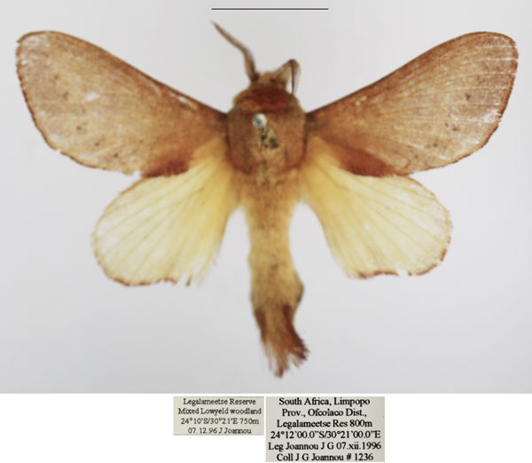 /filer/webapps/moths/media/images/D/discocellularis_Ptyssophlebia_AM_TMSA_02.jpg