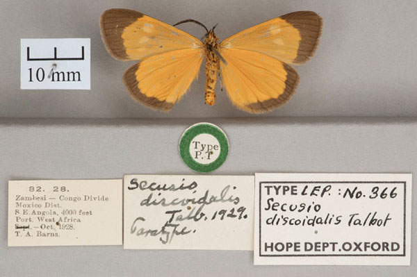 /filer/webapps/moths/media/images/D/discoidalis_Secusio_ST_OUMNH_02.jpg