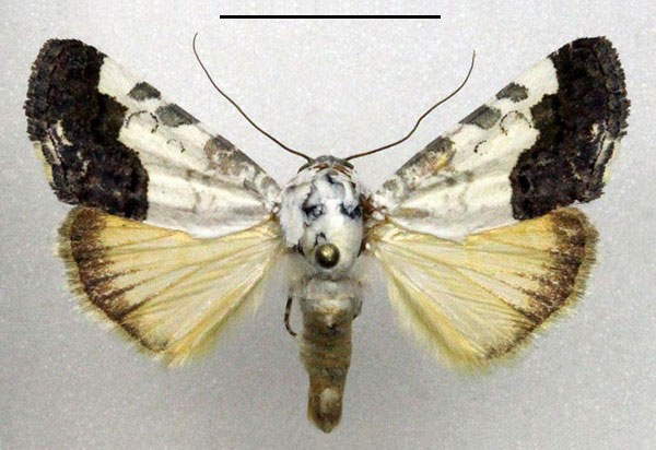 /filer/webapps/moths/media/images/D/discoidea_Acontia_AM_Fiebig_02.jpg