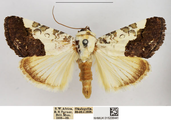 /filer/webapps/moths/media/images/D/discoidea_Acontia_AM_NHMUK.jpg
