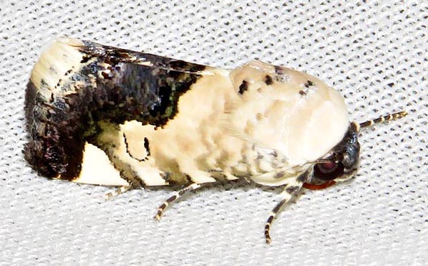 /filer/webapps/moths/media/images/D/discoidea_Acontia_A_Braun_08.jpg