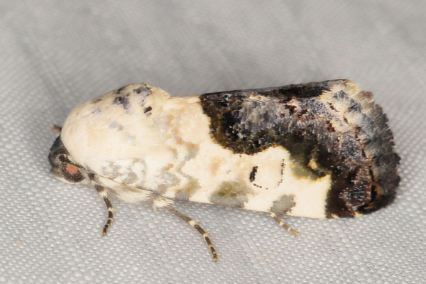 /filer/webapps/moths/media/images/D/discoidea_Acontia_A_Heyns_01.JPG