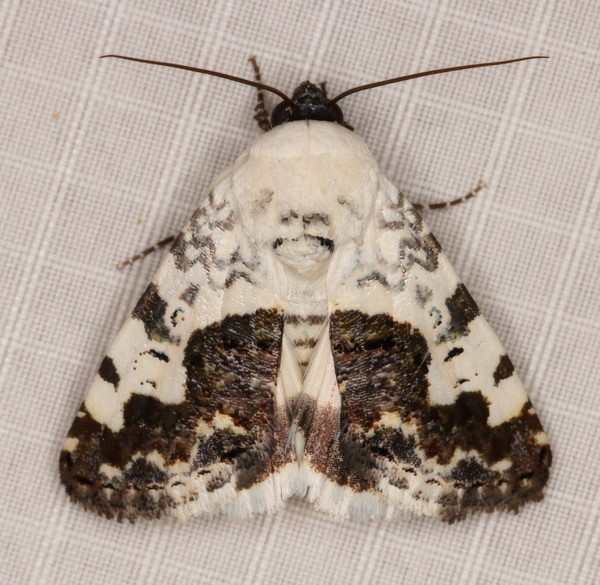 /filer/webapps/moths/media/images/D/discoidea_Acontia_A_Heyns_02_ROEUwAn.jpg