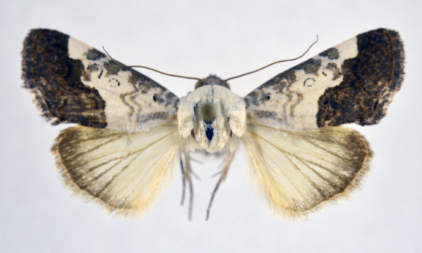 /filer/webapps/moths/media/images/D/discoidea_Acontia_A_NHMO.jpg