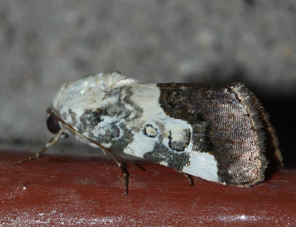 /filer/webapps/moths/media/images/D/discoidea_Acontia_A_Roland_01.jpg