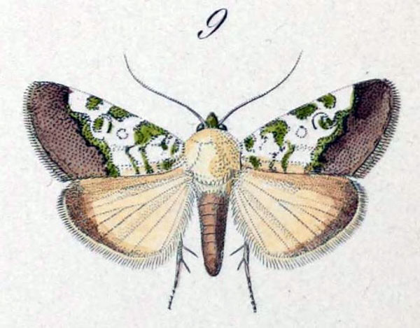 /filer/webapps/moths/media/images/D/discoidea_Acontia_HT_Hopffer_28_9.jpg