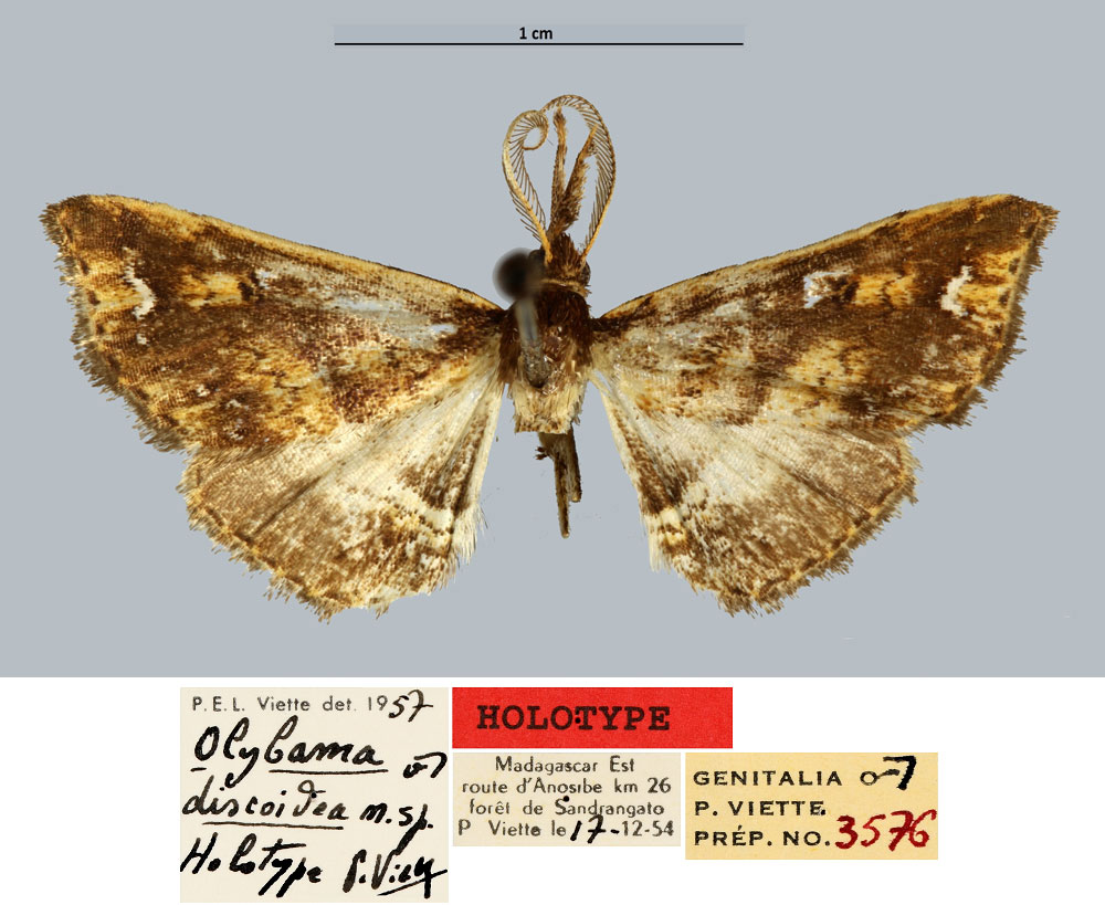 /filer/webapps/moths/media/images/D/discoidea_Olybama_HT_MNHN.jpg