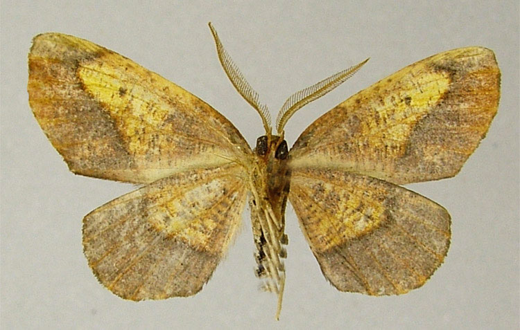 /filer/webapps/moths/media/images/D/discolor_Drepanogynis_HT_ZSMb.jpg