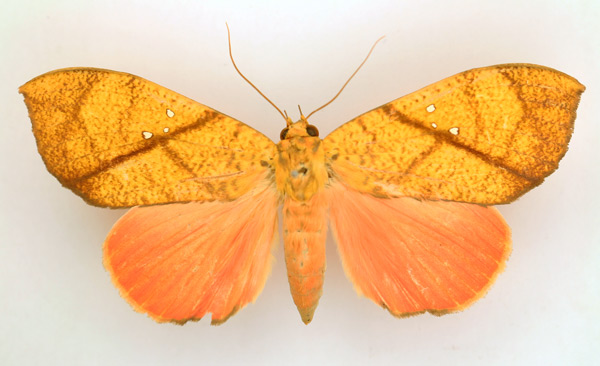 /filer/webapps/moths/media/images/D/discolor_Miniodes_AF_TMSA_01.jpg