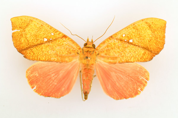 /filer/webapps/moths/media/images/D/discolor_Miniodes_AF_TMSA_02.jpg