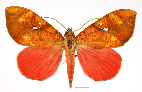 /filer/webapps/moths/media/images/D/discolor_Miniodes_AM_Basquin_01.jpg