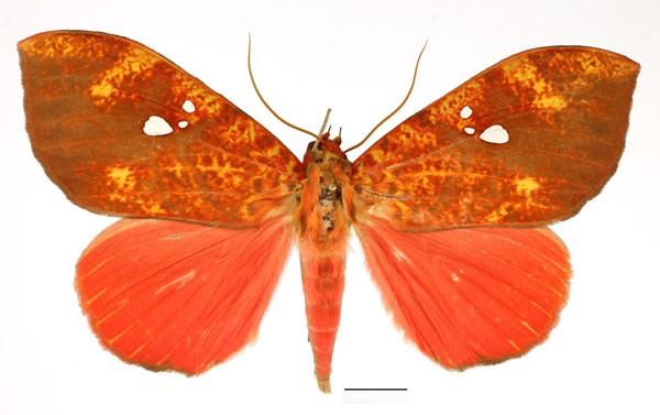 /filer/webapps/moths/media/images/D/discolor_Miniodes_AM_Basquin_02.jpg