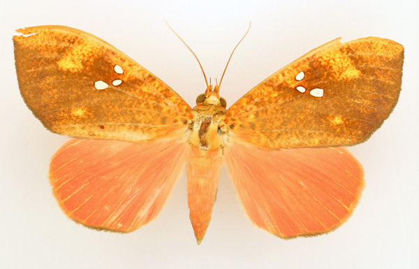 /filer/webapps/moths/media/images/D/discolor_Miniodes_AM_TMSA_02.jpg