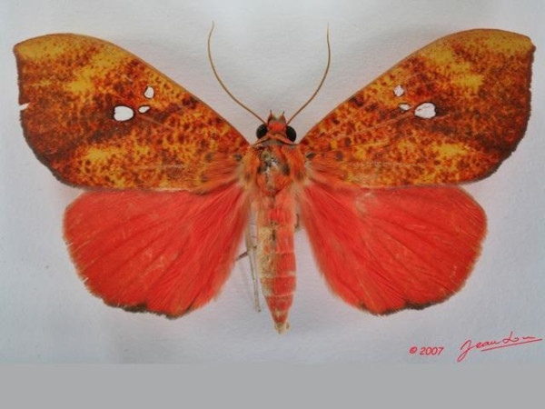 /filer/webapps/moths/media/images/D/discolor_Miniodes_A_Albert_01.JPG