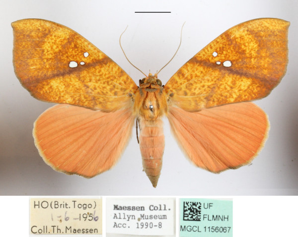 /filer/webapps/moths/media/images/D/discolor_Miniodes_A_MGCLa_01.JPG