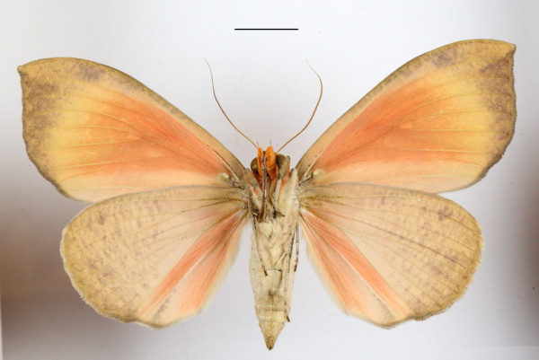 /filer/webapps/moths/media/images/D/discolor_Miniodes_A_MGCLb_01.JPG