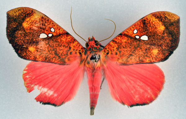/filer/webapps/moths/media/images/D/discolor_Miniodes_A_NHMO.jpg