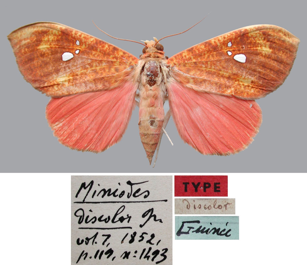 /filer/webapps/moths/media/images/D/discolor_Miniodes_LT_MNHN.jpg