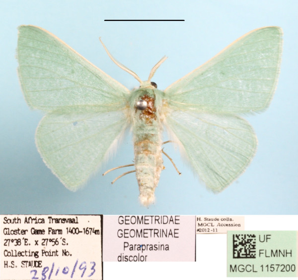/filer/webapps/moths/media/images/D/discolor_Paraprasina_A_MGCLa_01.JPG