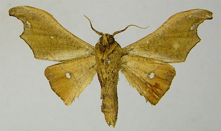 /filer/webapps/moths/media/images/D/discolucida_Sphingomima_HT_ZSMb.jpg