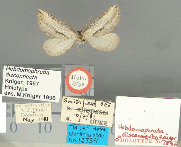 /filer/webapps/moths/media/images/D/disconnecta_Hebdomophruda_HT_TMSA.jpg