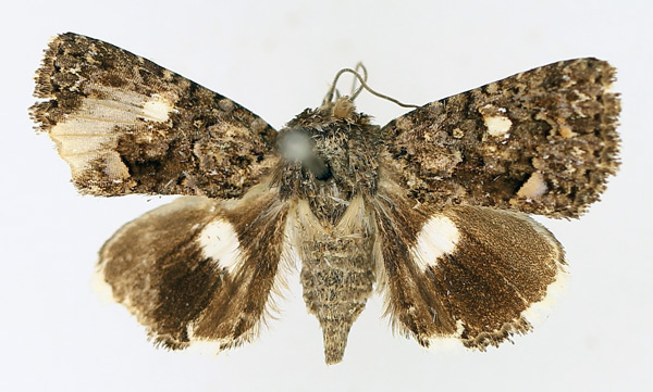 /filer/webapps/moths/media/images/D/discophora_Ecpatia_AF_TMSA_01_dACM8AQ.jpg