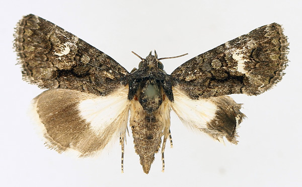 /filer/webapps/moths/media/images/D/discophora_Ecpatia_AF_TMSA_02_T5SZDkJ.jpg