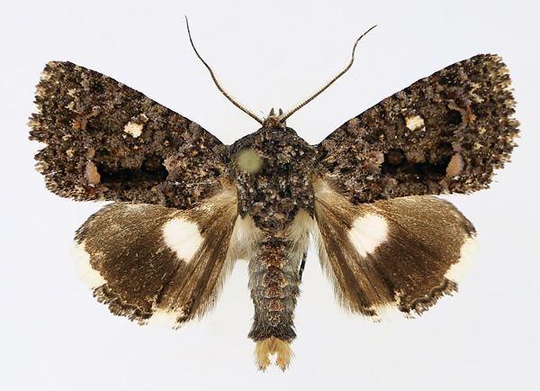 /filer/webapps/moths/media/images/D/discophora_Ecpatia_AM_TMSA_02_akkAkJ0.jpg