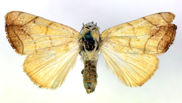 /filer/webapps/moths/media/images/D/discophora_Leocyma_A_RMCA.jpg