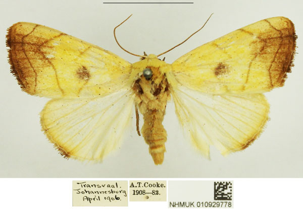 /filer/webapps/moths/media/images/D/discophora_Xanthodes_AF_NHMUK_01.jpg