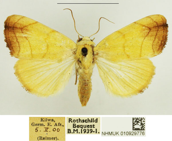 /filer/webapps/moths/media/images/D/discophora_Xanthodes_AF_NHMUK_02.jpg