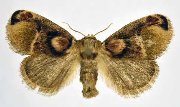 /filer/webapps/moths/media/images/D/discophora_Zinara_AF_NHMO.jpg