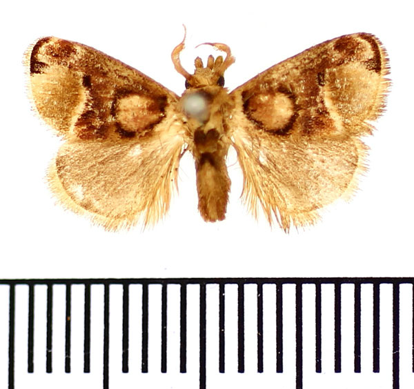 /filer/webapps/moths/media/images/D/discophora_Zinara_AM_BMNH.jpg