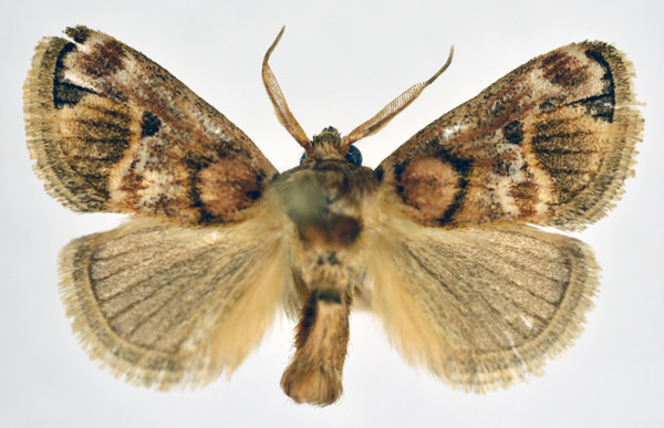 /filer/webapps/moths/media/images/D/discophora_Zinara_AM_NHMO.jpg