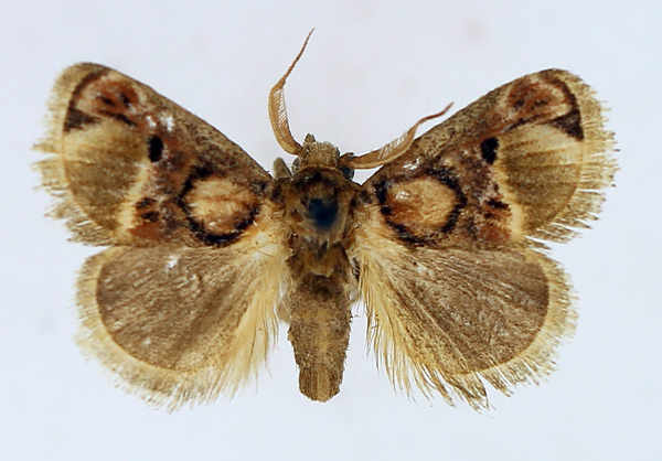 /filer/webapps/moths/media/images/D/discophora_Zinara_AM_TMSA_01.jpg