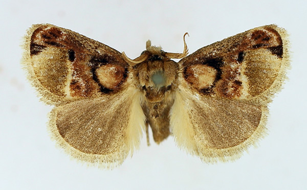 /filer/webapps/moths/media/images/D/discophora_Zinara_AM_TMSA_02.jpg