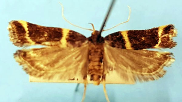/filer/webapps/moths/media/images/D/discopuncta_Idiopteryx_AF_TMSA.jpg