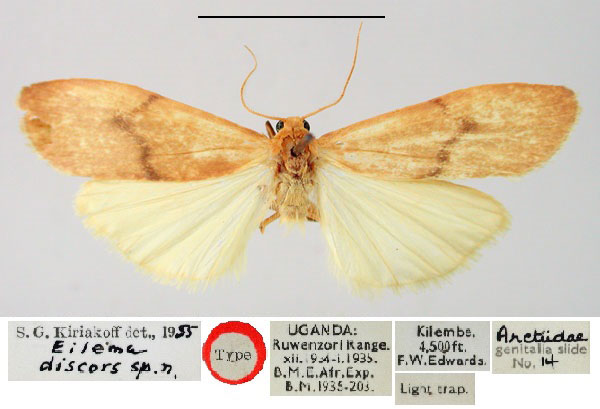 /filer/webapps/moths/media/images/D/discors_Eilema_HT_BMNH.jpg