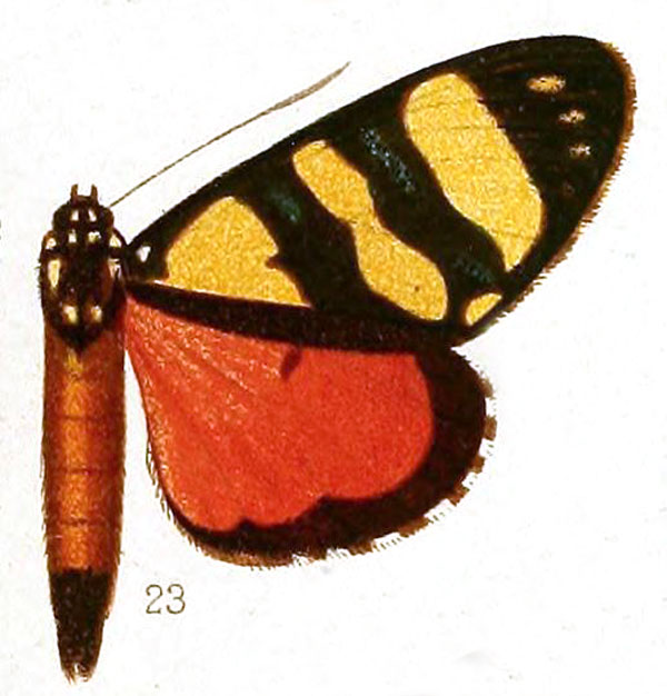 /filer/webapps/moths/media/images/D/discosticta_Xanthospilopteryx_HT_Hampson_36-23.jpg