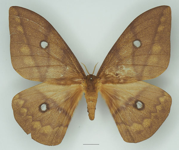 /filer/webapps/moths/media/images/D/discrepans_Pseudantheraea_AF_Basquin_01a.jpg