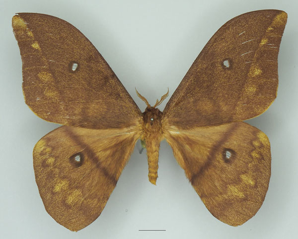 /filer/webapps/moths/media/images/D/discrepans_Pseudantheraea_AF_Basquin_02a.jpg