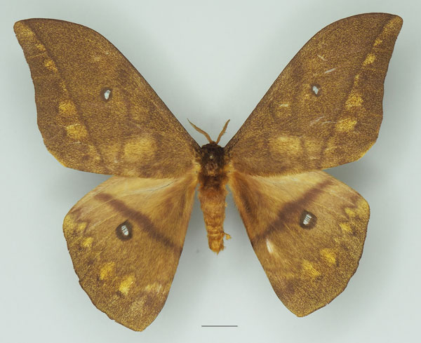 /filer/webapps/moths/media/images/D/discrepans_Pseudantheraea_AF_Basquin_03a.jpg