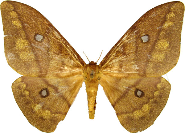 /filer/webapps/moths/media/images/D/discrepans_Pseudantheraea_AF_MCJM.jpg