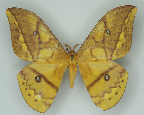 /filer/webapps/moths/media/images/D/discrepans_Pseudantheraea_AM_Basquin_01a.jpg