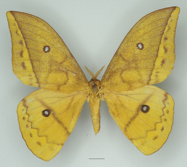 /filer/webapps/moths/media/images/D/discrepans_Pseudantheraea_AM_Basquina.jpg