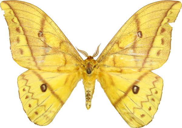 /filer/webapps/moths/media/images/D/discrepans_Pseudantheraea_AM_MCJM.jpg