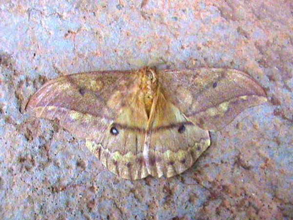 /filer/webapps/moths/media/images/D/discrepans_Pseudantheraea_A_Guyonnet.jpg