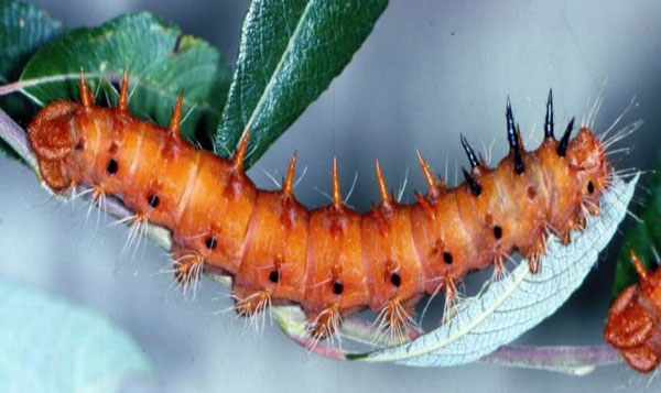 /filer/webapps/moths/media/images/D/discrepans_Pseudantheraea_C_Mballa_01.jpg